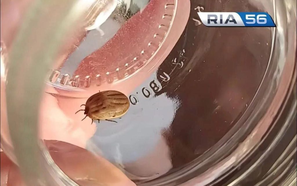 Оренбуржцам рассказали, какие средства эффективнее от клещей и комаров